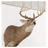 Huge 14-Point Trophy Class Whitetail Deer Shoulder