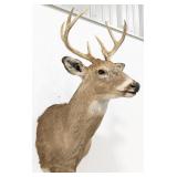8-Point Whitetail Deer Shoulder Mount Taxidermy