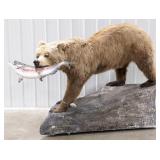 Russian Brown Bear Full Body Taxidermy w/ Salmon