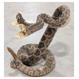 Two Headed Rattlesnake Full Body Taxidermy Mount