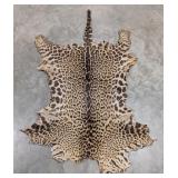 Rare Antique Jaguar Hide Taxidermy w/ Tail IN RESI