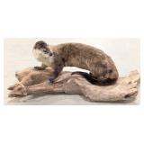 River Otter Full Body Taxidermy Mount on Driftwood