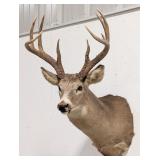 9-Point Mule Deer Shoulder Mount Taxidermy