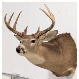 9-Point Mule Deer Shoulder Mount Taxidermy