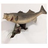 Striped Bass Taxidermy Mount on Driftwood