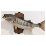 Large Striped Bass Taxidermy Mount on Plaque