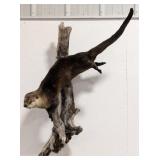 Swimming River Otter Full Body Taxidermy Mount on