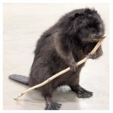 Full Body Beaver Taxidermy Mount