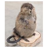 Chubby lil Muskrat Full Body Taxidermy on a Birch