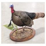 Tom Turkey Full Body Taxidermy Mount on Base