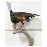 Ocellated Turkey Full Body Taxidermy Wall Mount