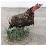 Full Body American Tom Turkey Taxidermy Mount on B