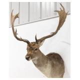 Fallow Deer Shoulder Mount Taxidermy