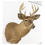 10-Point Mule Deer Shoulder Mount Taxidermy