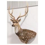 Axis Deer Shoulder Mount Taxidermy