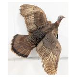 Flying Tom Turkey Full Body Taxidermy Wall Mount