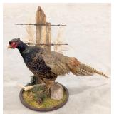 Melanistic Pheasant Full Body Taxidermy w/ Habitat