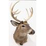 50th Anniversary Auction - Premier Taxidermy & Sportsman