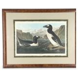 John James Audubon "Great Auk" 1836 Engraving By