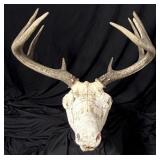 10 Pt. Whitetail Deer Euro Mount