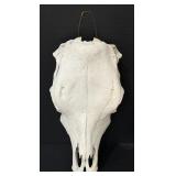 Female Cow Skull