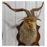 Angora Goat Shoulder Mount