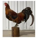 Rooster Full Body Mount