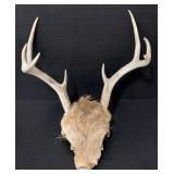 8 Pt. Antlers