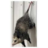 Opossum Full Body Hanging Mount