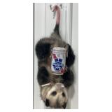 Opossum Full Body Hanging Mount with a Pabst Blue
