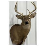 8 Pt. Whitetail Deer Shoulder Mount