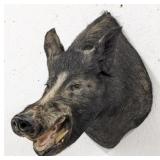 Warthog Shoulder Mount Taxidermy