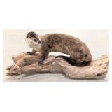 River Otter Full Body Mount on Driftwood