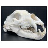 Black Bear Skull
