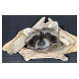 Raccoon Hanging Taxidermy Mount