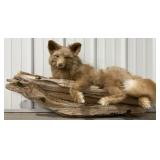 Red Fox Full Body Mount on Driftwood