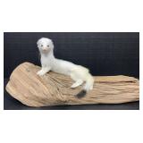 White Weasel Full Body Mount on Driftwood