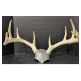 10 Pt. Whitetail Deer Antlers