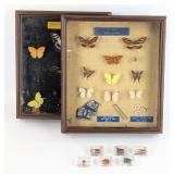 Framed Taxidermy Butterflies & Insects in Acrylic