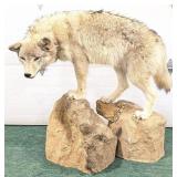 Full Body Wolf Taxidemry on Faix Rock Bases w/ Aff