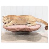 Large Defensive Mountain Lion Cougar Full Body Tax