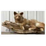 Red Fox Full Body Mount on Driftwood