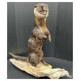 Otter Standing on Driftwood Full Body Mount