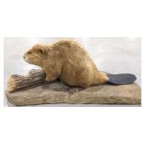 Large Beaver Full Body Taxidermy Mount
