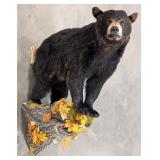 Full Body Black Bear Taxidermy Wall Mount