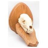 Bear Skull on Plaque