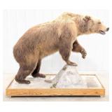 Large Brown Bear Full Body Taxidermy Mount on Roll