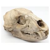 Bear Skull