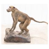 African Baboon Full Body Taxidermy Mount