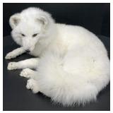 Arctic Fox Full Body Mount